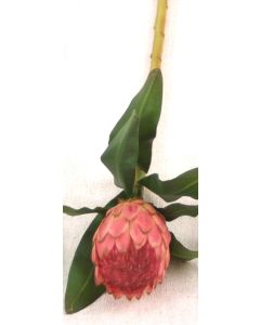 33" Medium Protea Mauve