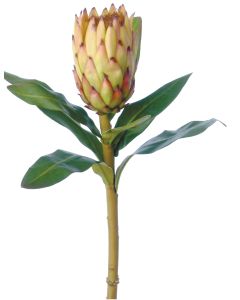 33" Medium Protea Tan (Sold in Multiples of 12)