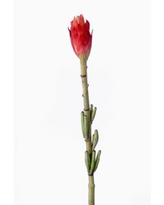 35" Banana Bud Bloom in Red