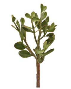 13" Jade Plant Green (Sold in Multiples of 6)