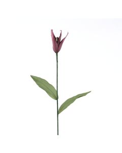 Bottle Tulip in Plum (Sold in Multiples of 12)