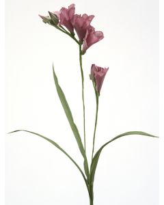 Purple Freesia (Sold in Multiples of 12)