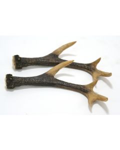 Mini Whitetail Deer Horn