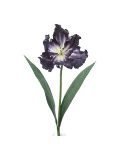 Parrot Tulip in Navy Blue (Sold in Multiples of 12)