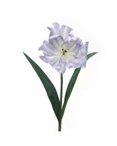 Parrot Tulip in Soft Blue