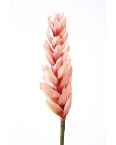 Ginger Torch in Soft Pink Petals and A Rose Red Center