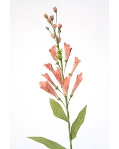 Foxglove in Soft Pink