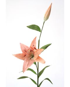 Oriental Hybrid Lily in Celadon