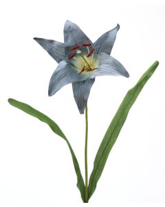 Madonna Lily in Antique Blue