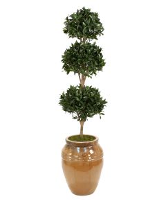 Sweet Bay Triple Ball Topiary