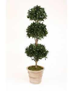 6.5' Sweet Bay Laurel 3-Ball Topiary in Natural Stone-Finish Terra Cotta Garden Pot