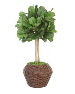 4.5' Fiddle Leaf Tree in Basket