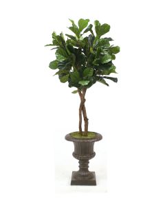 6' Fiddle Leaf Tree in Rust Fiberglass Urn