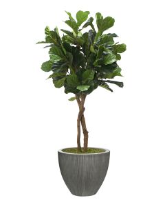 6' Fiddle Leaf Tree Dark Grey Vertically Ridge Planter