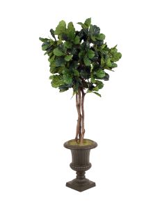 7' Fiddle Leaf Fig Tree in Rust Fiberglass Classic Urn