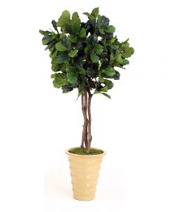 7' Fiddle Leaf Tree in Mustard Glazed Stoneware Planter