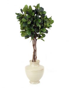 7' Fiddle Leaf Tree in Earthenware Oval Vase