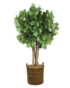 8' Fiddle Leaf Tree in Stained Round Core Rattan Basket with Handles