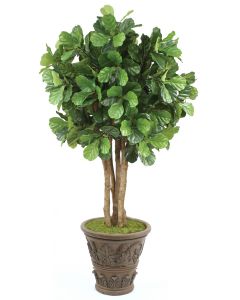 8' Fiddle Leaf Tree in Cedarwood Finish Fiberglass Garden Planter