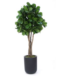8' Fiddle Leaf Tree in Tall Round Black Fiberstone Planter
