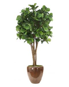 8' Fiddle Leaf Fig Tree in Glazed Mocha Stoneware Pot