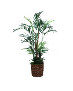 10' Kentia Palm with Ground Cover in Basket
