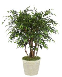 4' Ruscus Tree in Black Plastic Nursery Liner