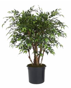 4' Ruscus Tree in Black Plastic Nursery Liner