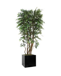 6' Ruscus Tree in Block Planter