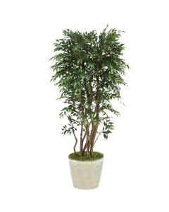 6' Ruscus Tree in Liner