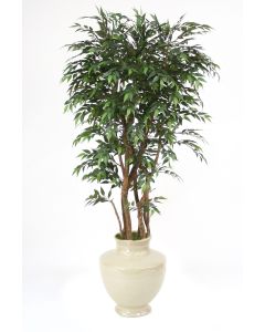 6'Ruscus Tree in Shellish Sand Earthenware  Planter