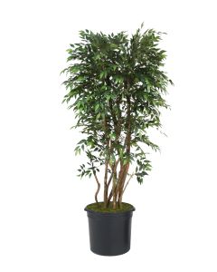 6' Ruscus Tree in Liner