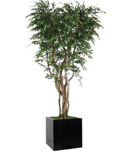 7' Ruscus Tree in Block Planter