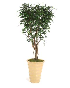 7' Ruscus Tree in Mustard Glazed Stoneware Planter