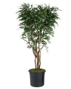 7' Ruscus Tree On Gnarly Trunks in Black Plastic Nursery Liner