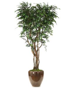 8' Ruscus Tree in Mocha Glazed Stoneware Pot
