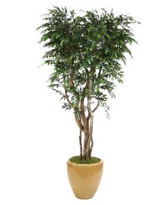 8' Ruscus Tree in Glazed Dark Sand Stoneware Planter