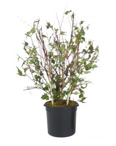 5.5 Birch Tree in Plastic Liner