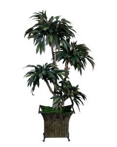 5ft. Layered Mango Tree