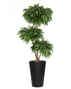 7' Layered Mango Tree in Tall Black Fiberstone Planter