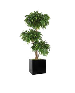 6' Layered Mango Tree in Black Block Planter