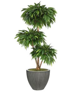 6' Layered Mango in Dark Grey Vertically Ridge Planter