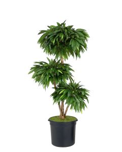 6' Layered Mango Tree in Black Plastic Liner