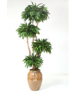 8' Layered Mango Tree in Extra Large Mocha Egg Pot