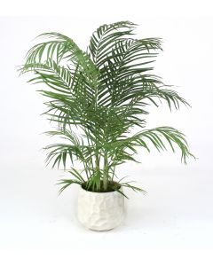 4' Areca Palm in Large White Gabi Planter