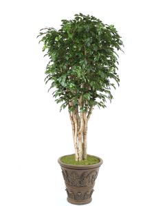 11' Deluxe Ficus Tree in Cedarwood Finish Fiberglass Garden Planter