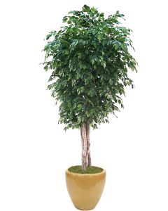 11' Deluxe Ficus Tree in Dark Sand Glazed Stoneware Planter