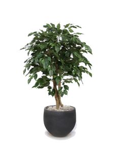 4' Ficus Tree in Black Orb Stone Planter