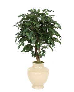 4' Ficus Tree in Shellish Sand Earthenware Planter