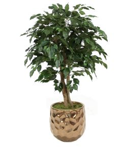 4' Ficus Tree in Burnt Gold Gabi Planter